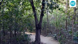 ndmc-develops-1-acre-‘bharat-van’-using-miyawaki-method-in-delhi’s-lodhi-colony