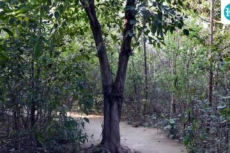 ndmc-develops-1-acre-‘bharat-van’-using-miyawaki-method-in-delhi’s-lodhi-colony