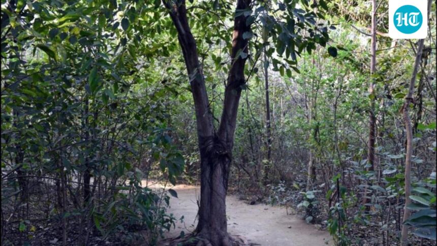 ndmc-develops-1-acre-‘bharat-van’-using-miyawaki-method-in-delhi’s-lodhi-colony