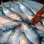 bangladesh-stops-importing-hilsa-from-india;-dhaka-may-not-export-fish-to-india