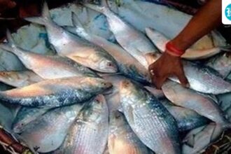 bangladesh-stops-importing-hilsa-from-india;-dhaka-may-not-export-fish-to-india