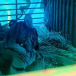 royal-bengal-tiger-cub-rescued-from-house-in-odisha’s-mayurbhanj