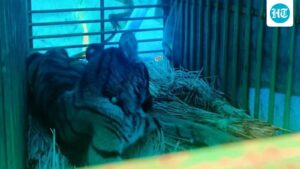 royal-bengal-tiger-cub-rescued-from-house-in-odisha’s-mayurbhanj
