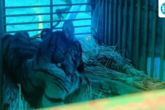 royal-bengal-tiger-cub-rescued-from-house-in-odisha’s-mayurbhanj