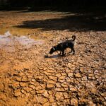 maharashtra-announces-drought-in-265-of-358-sub-districts