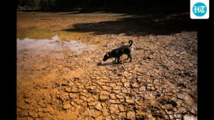 maharashtra-announces-drought-in-265-of-358-sub-districts