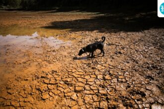maharashtra-announces-drought-in-265-of-358-sub-districts