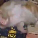 watch:-monkey-barges-into-ranchi-liquor-shop,-drinks-quarter-of-vodka-and-dozes-off