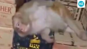 watch:-monkey-barges-into-ranchi-liquor-shop,-drinks-quarter-of-vodka-and-dozes-off