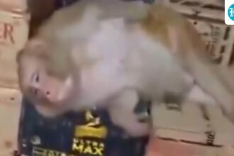 watch:-monkey-barges-into-ranchi-liquor-shop,-drinks-quarter-of-vodka-and-dozes-off