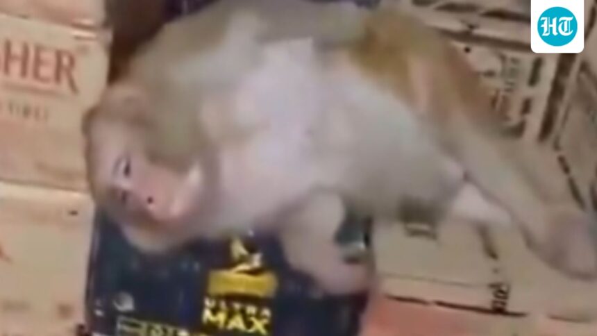 watch:-monkey-barges-into-ranchi-liquor-shop,-drinks-quarter-of-vodka-and-dozes-off