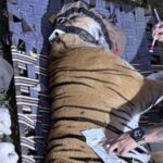 tigress-from-bihar’s-valmiki-tiger-reserve-to-be-introduced-at-bengal’s-buxa-on-oct-2
