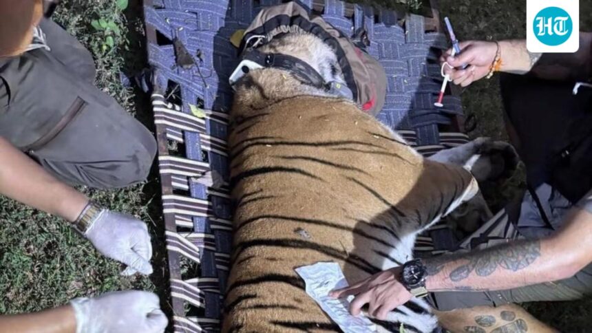 tigress-from-bihar’s-valmiki-tiger-reserve-to-be-introduced-at-bengal’s-buxa-on-oct-2