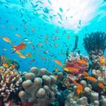 overall-coral-reef-cover-down-by-9.5%-in-2020-2024:-study