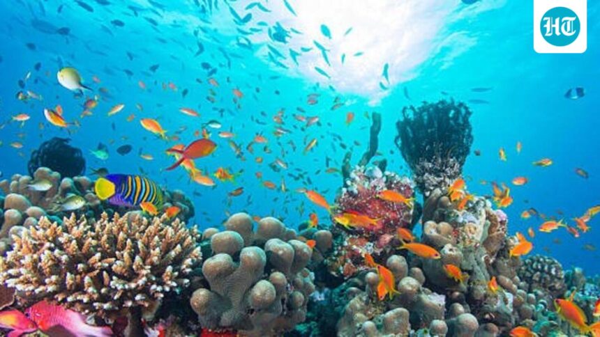 overall-coral-reef-cover-down-by-9.5%-in-2020-2024:-study