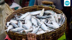 ‘don’t-eat,-buy-or-sell-fish-caught-in-nepal-floodwaters’:-bihar-warns-citizens