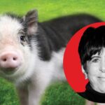 “i-lost-17-oscars,-but-i-won-a-pig”:-how-diane-warren-saved-wilbur