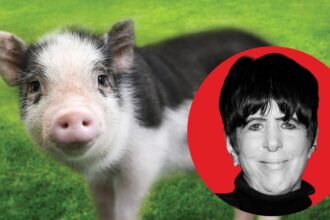 “i-lost-17-oscars,-but-i-won-a-pig”:-how-diane-warren-saved-wilbur