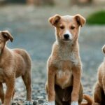 cdsco-flags-substandard-anti-rabies-vaccine-abhayrab,-traces-it-to-delhi-flat
