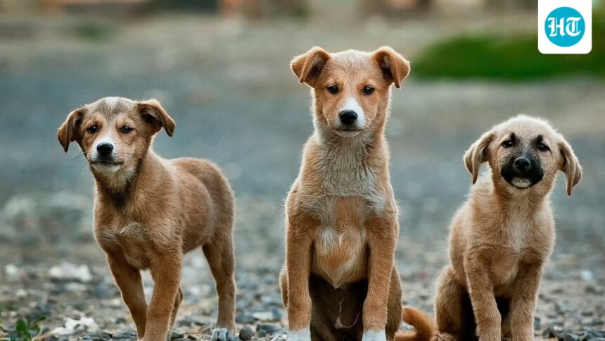 cdsco-flags-substandard-anti-rabies-vaccine-abhayrab,-traces-it-to-delhi-flat