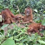 orangutans,-critically-endangered-species-not-found-in-india,-seen-in-odisha;-wildlife-trafficking-suspected