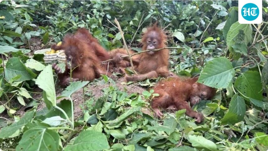 orangutans,-critically-endangered-species-not-found-in-india,-seen-in-odisha;-wildlife-trafficking-suspected