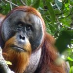 5-orangutans’-rescue-in-odisha-raises-trafficking-fears