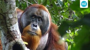 5-orangutans’-rescue-in-odisha-raises-trafficking-fears