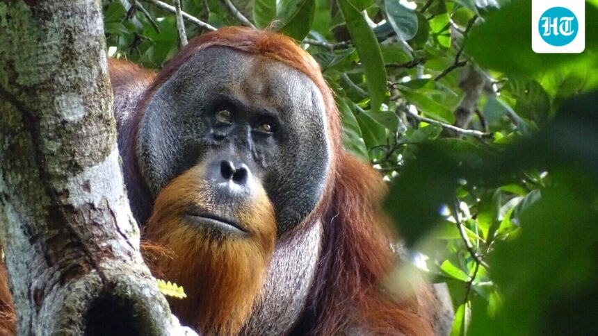 5-orangutans’-rescue-in-odisha-raises-trafficking-fears