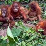 black-suv-caught-on-cctv-in-focus-as-police-probe-possible-trafficking-of-orangutans-in-odisha’s-balasore