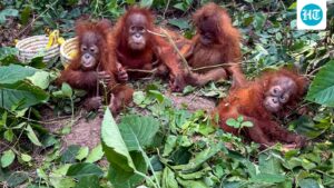 black-suv-caught-on-cctv-in-focus-as-police-probe-possible-trafficking-of-orangutans-in-odisha’s-balasore