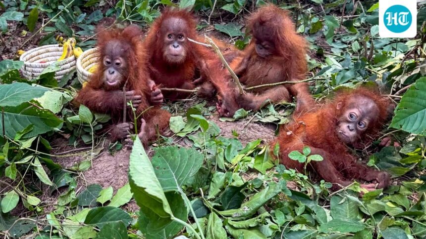 black-suv-caught-on-cctv-in-focus-as-police-probe-possible-trafficking-of-orangutans-in-odisha’s-balasore