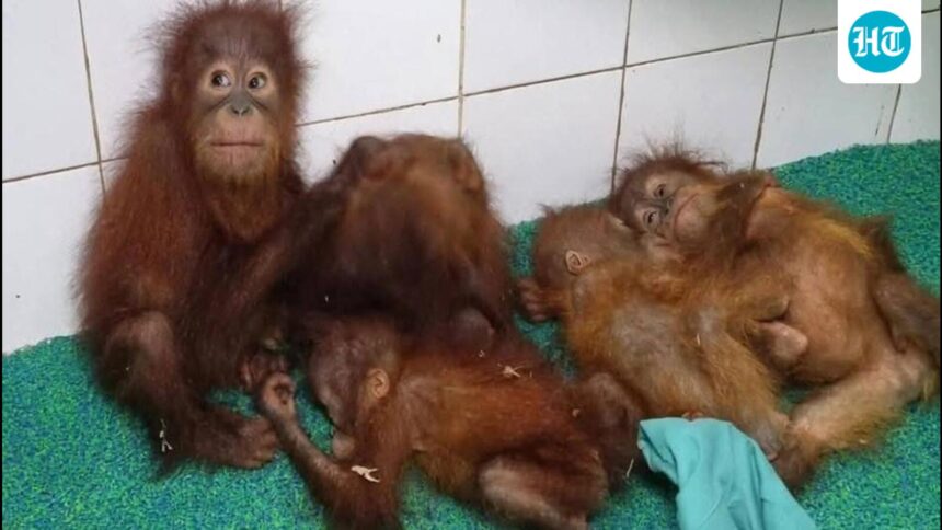 five-orangutans-rescued-in-odisha-get-music-therapy-to-ease-stress