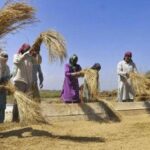 india’s-farm-yields-rise,-but-china-continues-to-produce-twice-as-much-grain