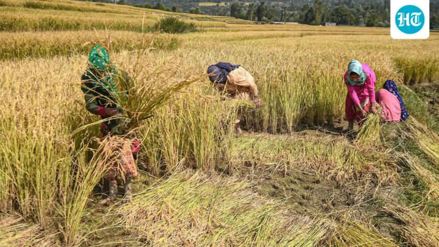 india’s-farm-yields-rise,-china-producing-twice-as-much-grain