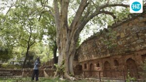 hauz-khas,-jantar-mantar-restrict-entry-as-10-monuments-undergo-repair-across-delhi