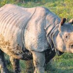global-one-horned-rhino-population-hits-record-4,075;-assam-has-80%,-says-minister