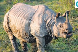global-one-horned-rhino-population-hits-record-4,075;-assam-has-80%,-says-minister