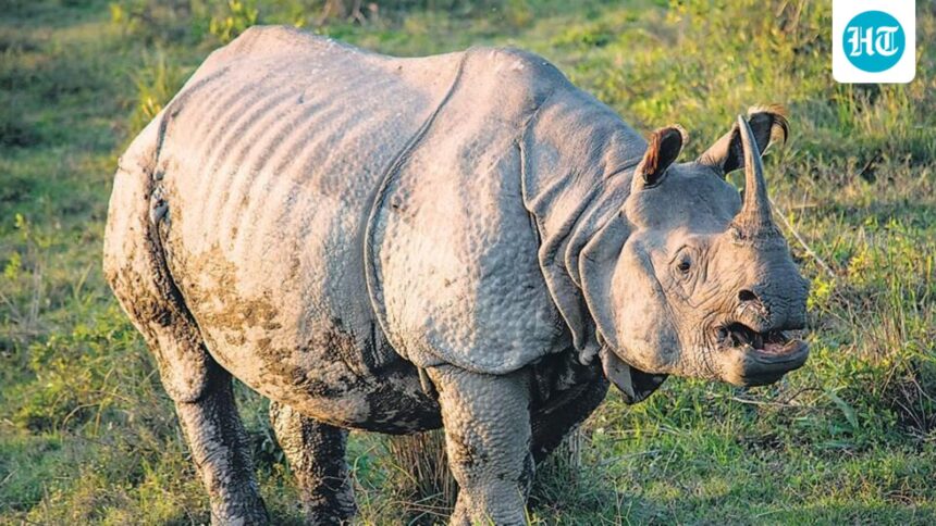 global-one-horned-rhino-population-hits-record-4,075;-assam-has-80%,-says-minister