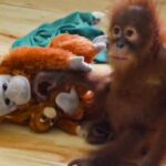 rescued-baby-orangutan-falls-ill-at-odisha’s-nandankanan-zoo,-officials-on-alert