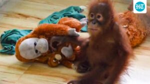 rescued-baby-orangutan-falls-ill-at-odisha’s-nandankanan-zoo,-officials-on-alert
