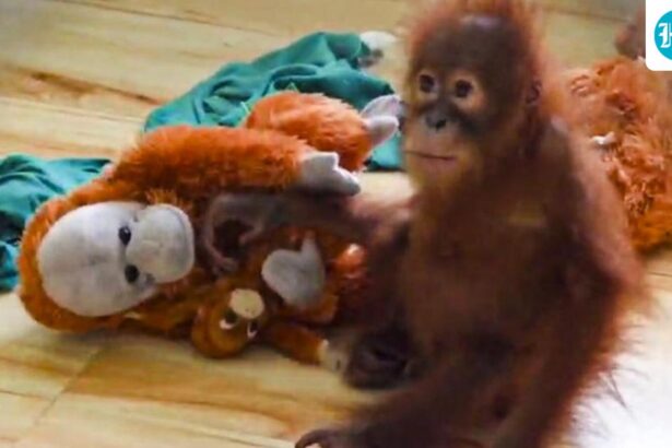 rescued-baby-orangutan-falls-ill-at-odisha’s-nandankanan-zoo,-officials-on-alert