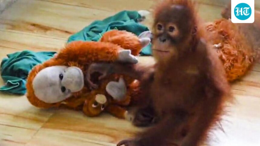 rescued-baby-orangutan-falls-ill-at-odisha’s-nandankanan-zoo,-officials-on-alert
