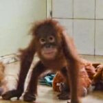 no-breakthrough-in-probe-into-trafficking-of-five-orangutans-found-in-odisha