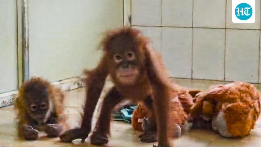 no-breakthrough-in-probe-into-trafficking-of-five-orangutans-found-in-odisha