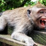 delhi-zoo-caretaker-suffers-severed-finger,-deep-leg-bites-after-monkey-escapes-enclosure;-visitor-also-attacked