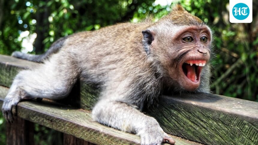 delhi-zoo-caretaker-suffers-severed-finger,-deep-leg-bites-after-monkey-escapes-enclosure;-visitor-also-attacked