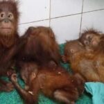 odisha:-three-rescued-orangutans-anaemic;-dna-tests-planned-to-trace-their-origin