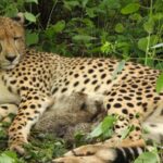 kuno-cheetah-kgp12-gives-birth-to-four-cubs,-india’s-cheetah-count-rises-to-36