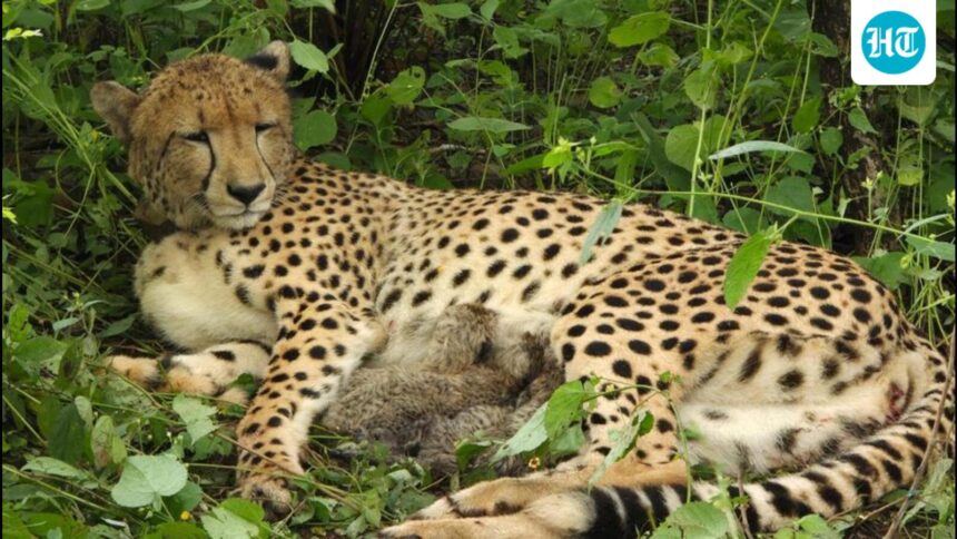 kuno-cheetah-kgp12-gives-birth-to-four-cubs,-india’s-cheetah-count-rises-to-36